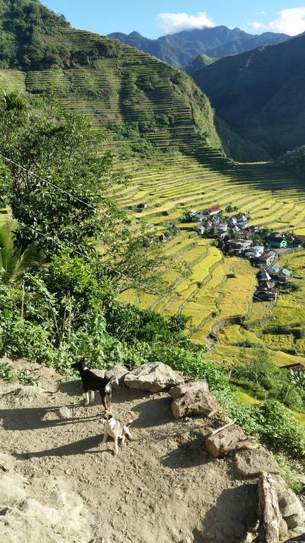 Batad Transient House Hotel Banaue Eksteriør billede